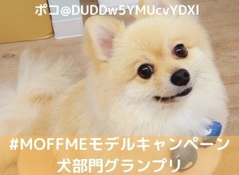 MOFFMEモデルキャンペーン犬部門グランプリ　ポコちゃんのサムネイル画像